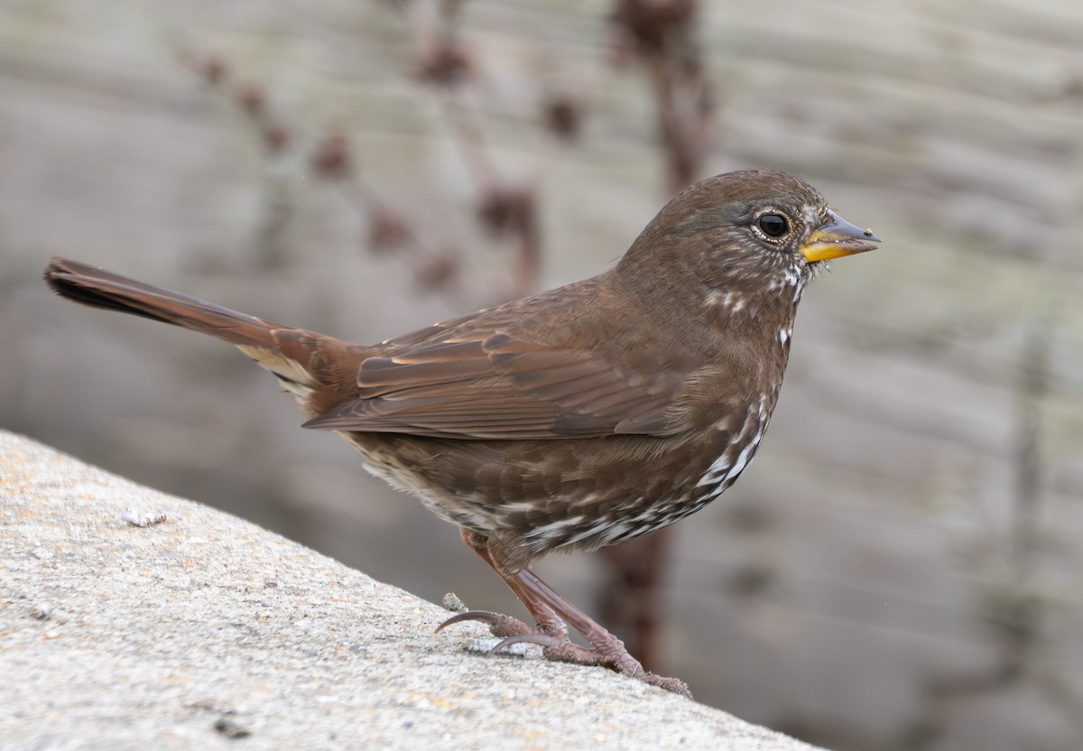 strnadec kaštanový - ML644671364