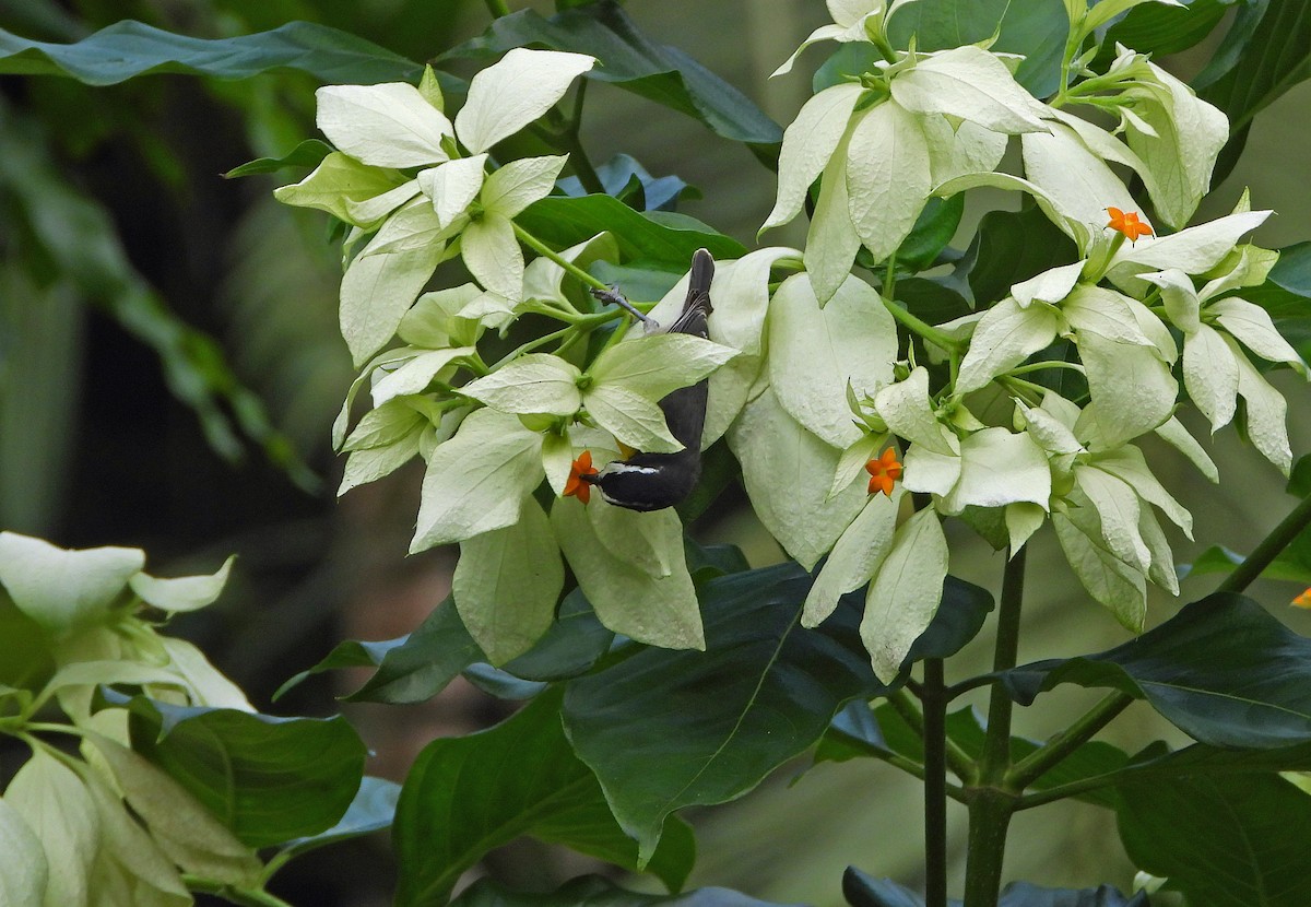 Bananaquit - ML644671372