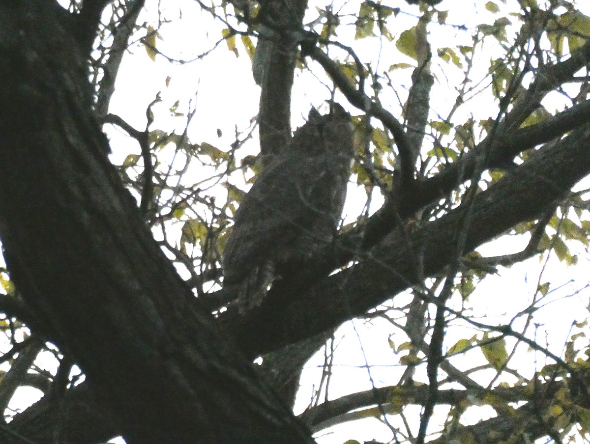 Great Horned Owl - ML644671374