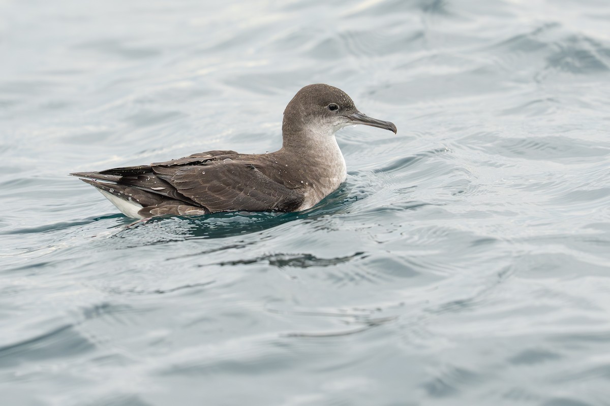 Hutton's Shearwater - ML644671377