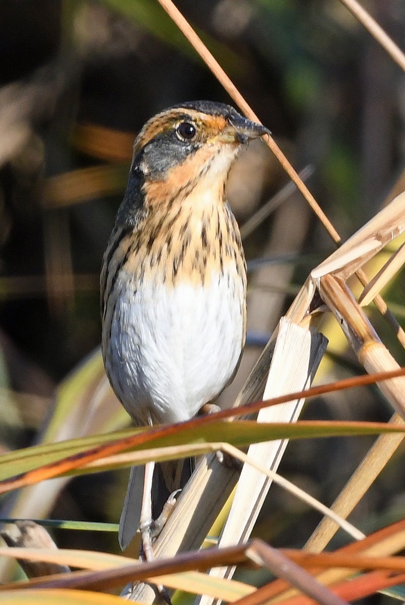 Saltmarsh Sparrow - ML644671379