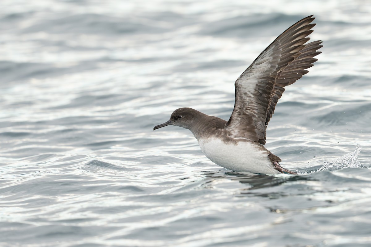 Hutton's Shearwater - ML644671380