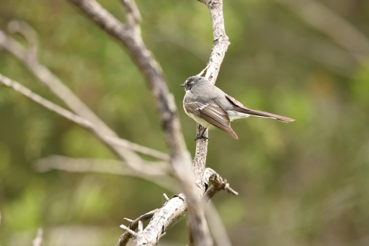 Gray Fantail - ML644671383