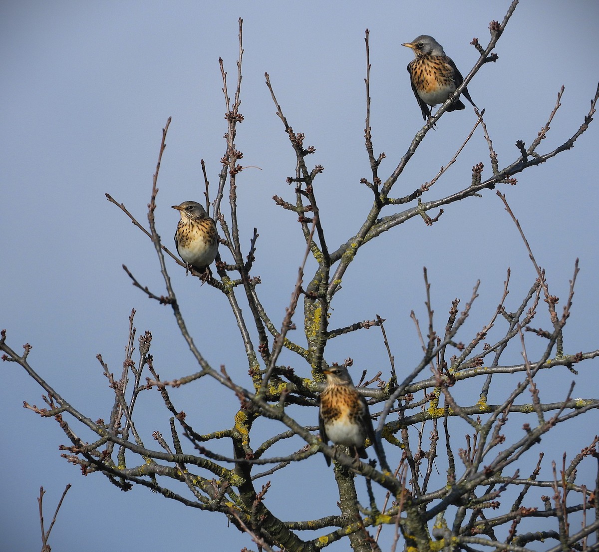 ノハラツグミ - ML644671390