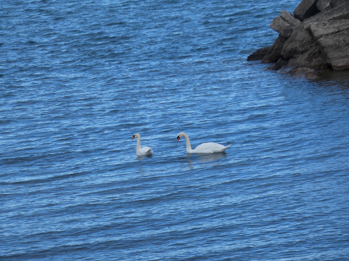 疣鼻天鵝 - ML644671391