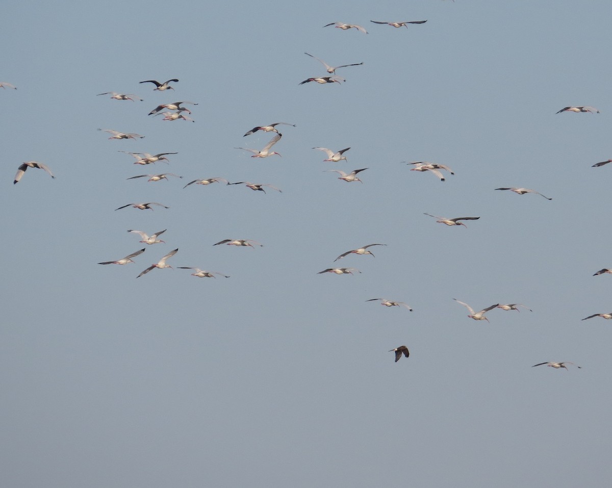 Ak Aynak - ML644671399