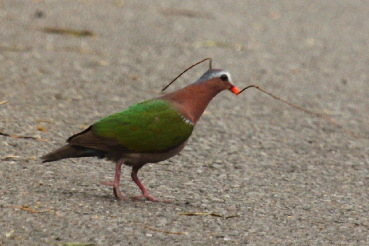 Glanztaube - ML644671403