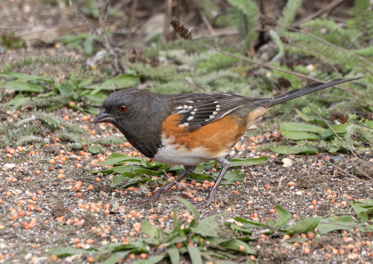 Spotted Towhee - ML644671409