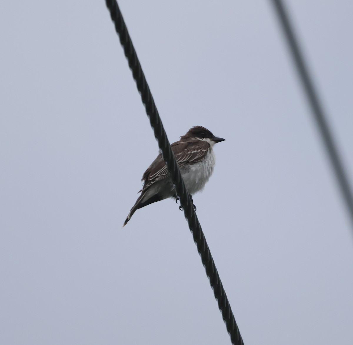 Eastern Kingbird - ML644671425
