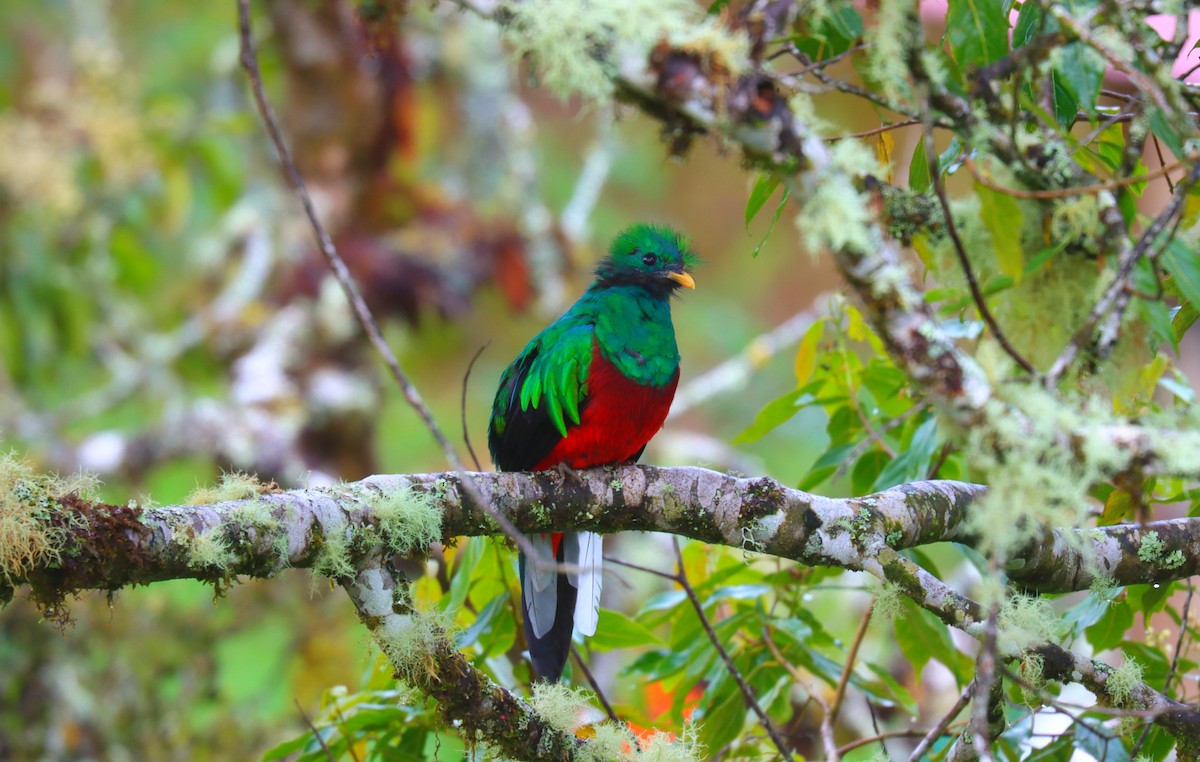 Quetzal resplendissant - ML644671440