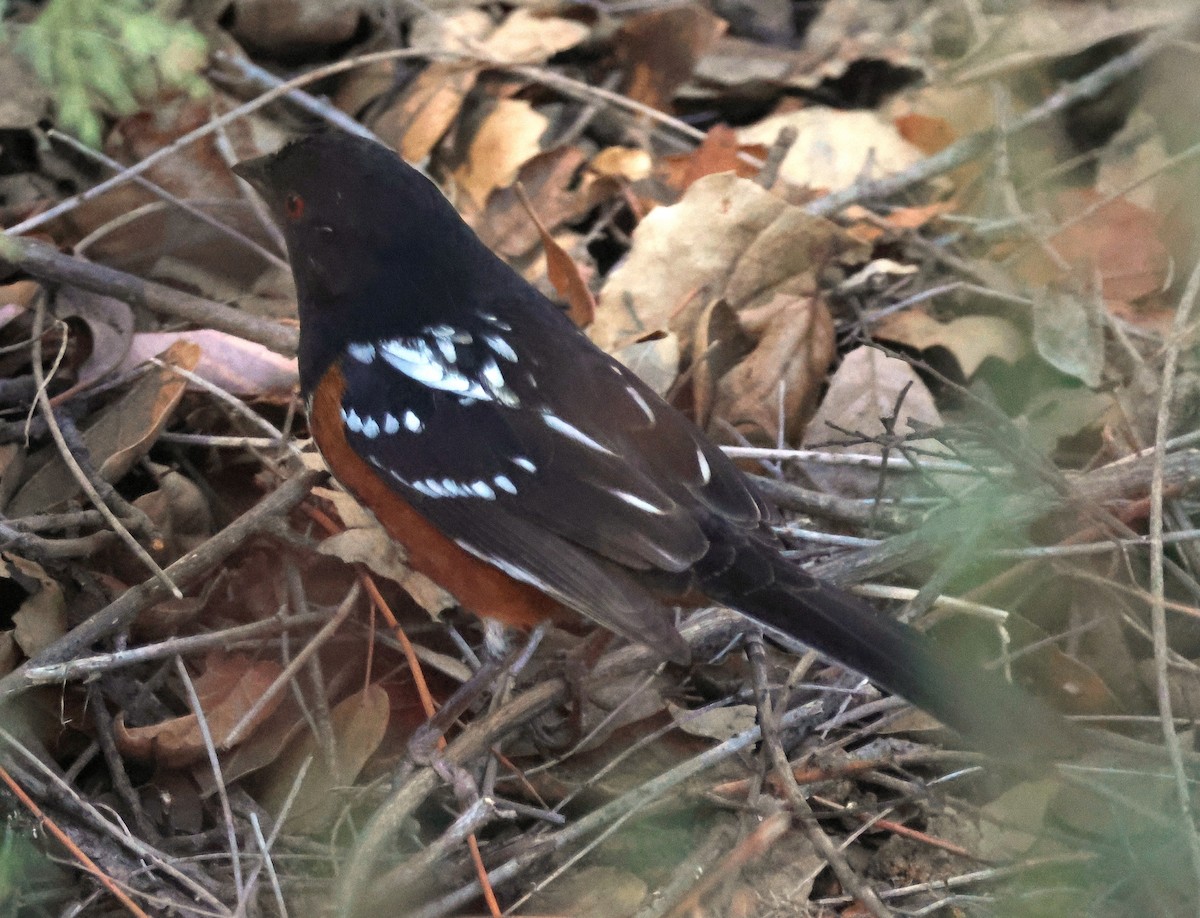 Spotted Towhee - ML644671442