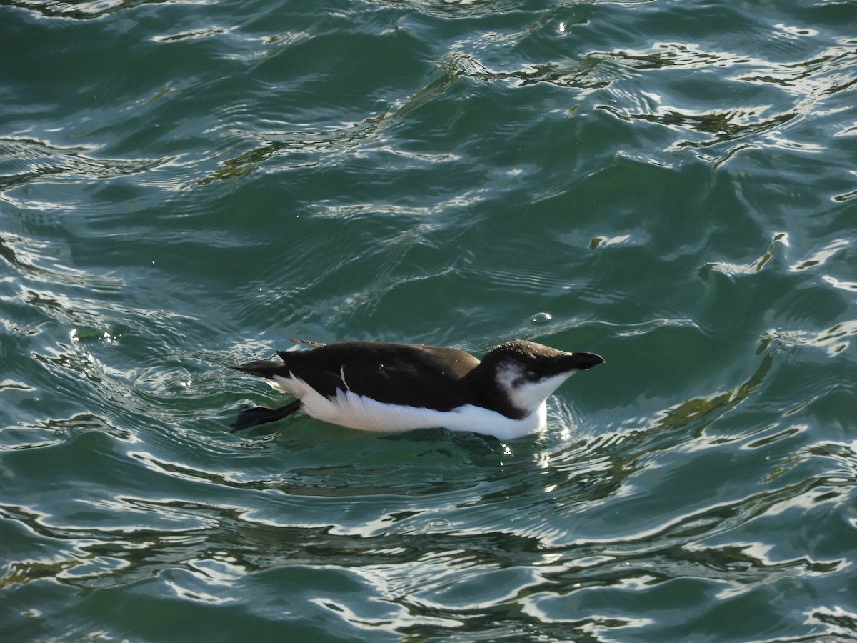 Razorbill - ML644671451