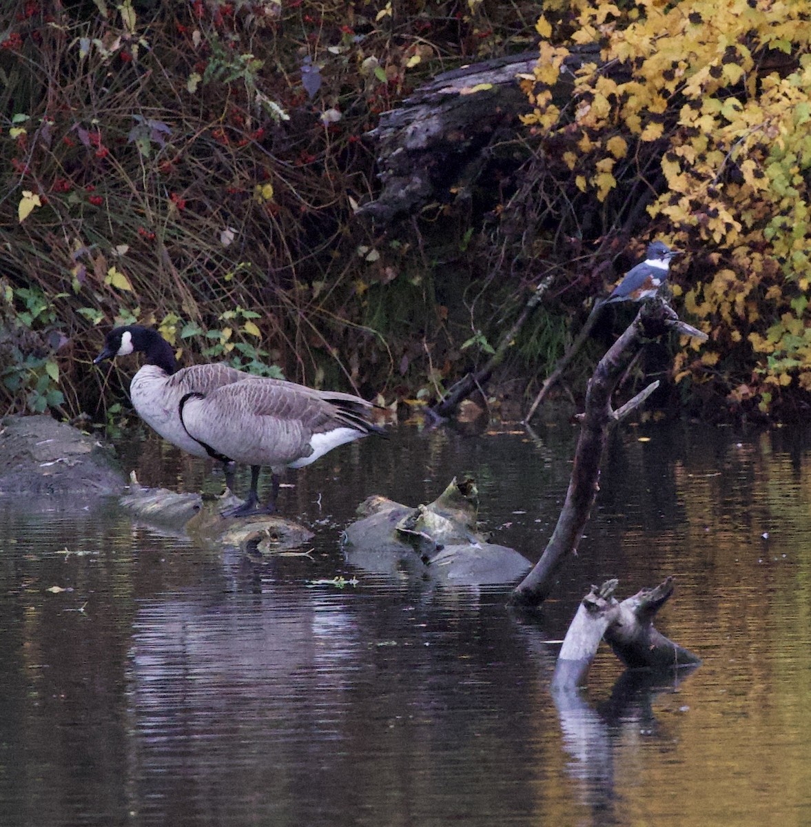 Canada Goose - ML644671452