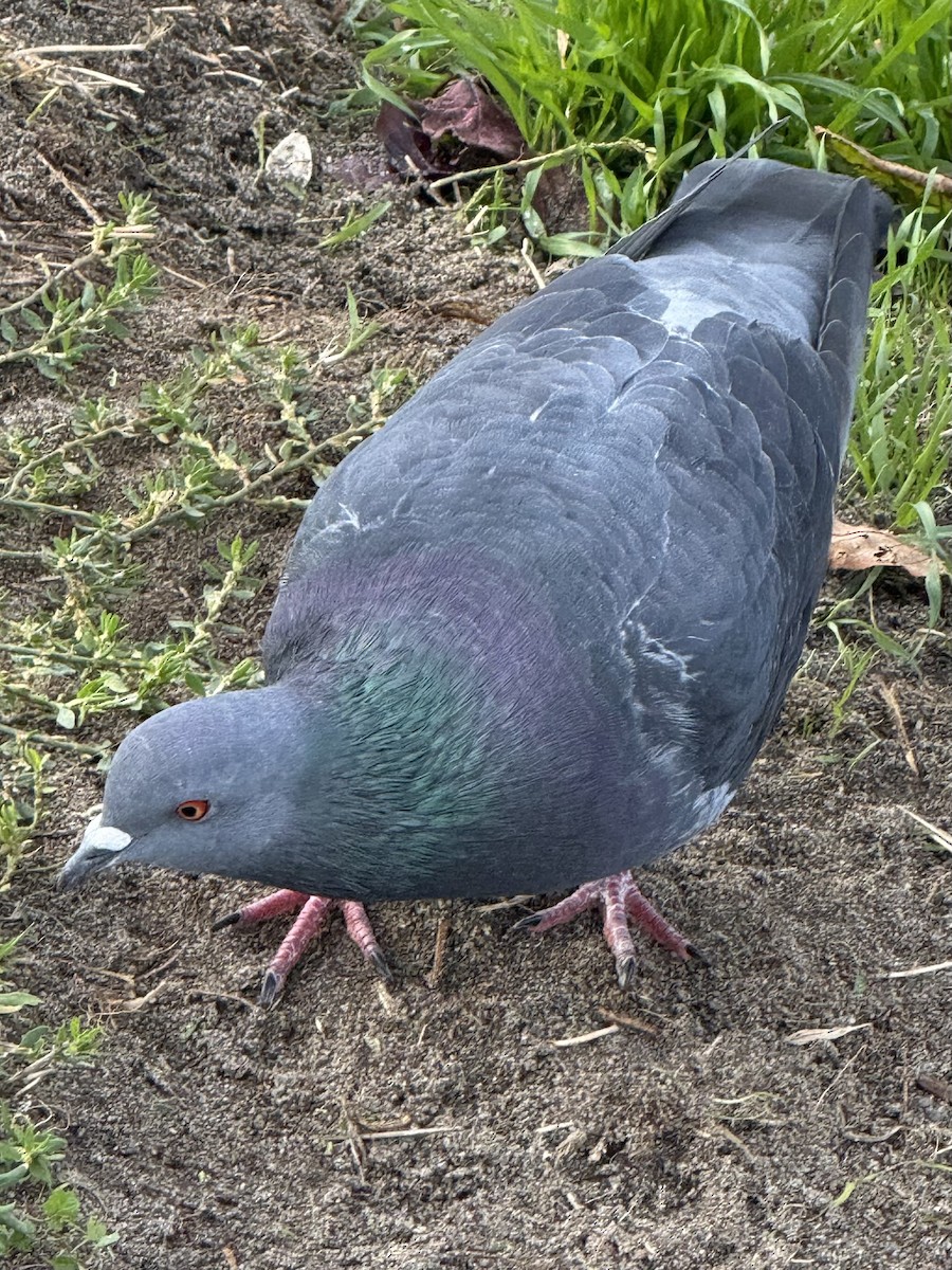 יונת בית - ML644671461