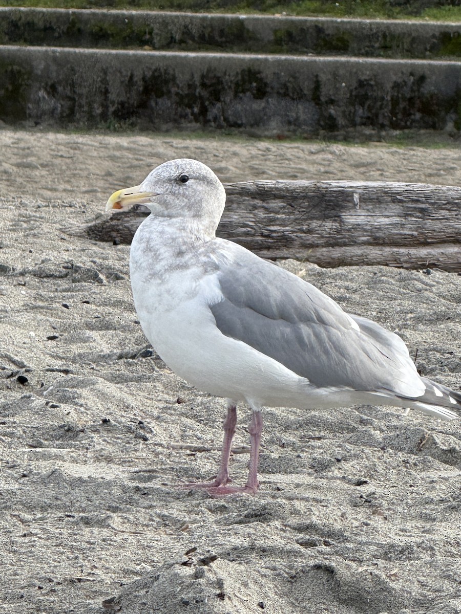 Glaucous-winged Gull - ML644671475