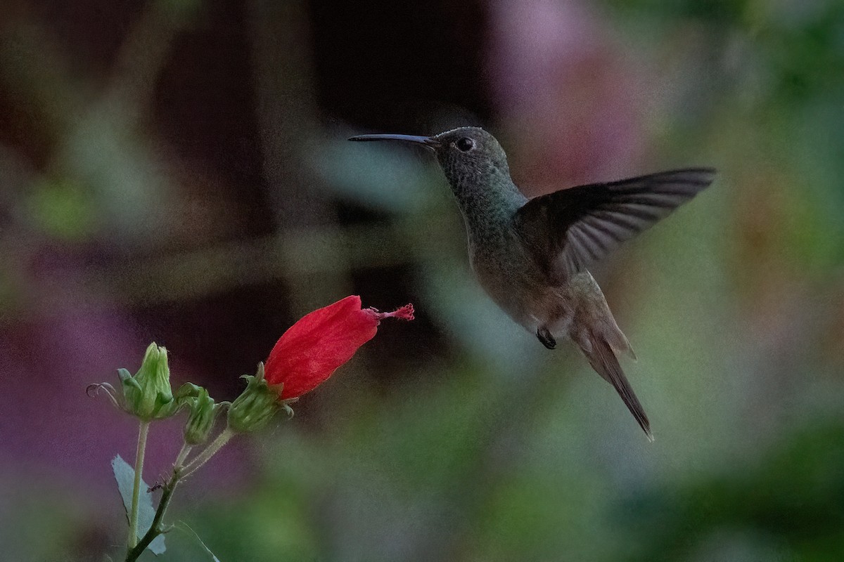 アカハシエメラルドハチドリ - ML644671482