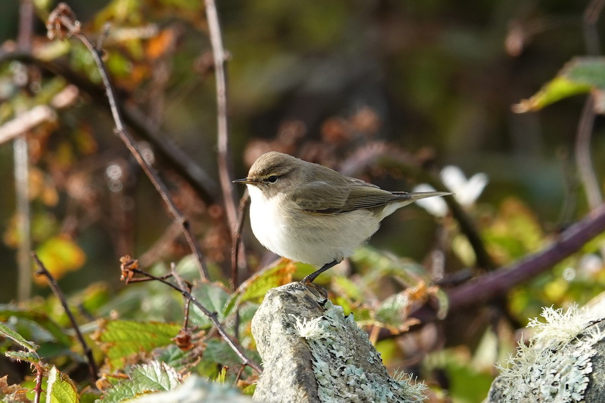 Mosquitero Común (Siberiano) - ML644671485