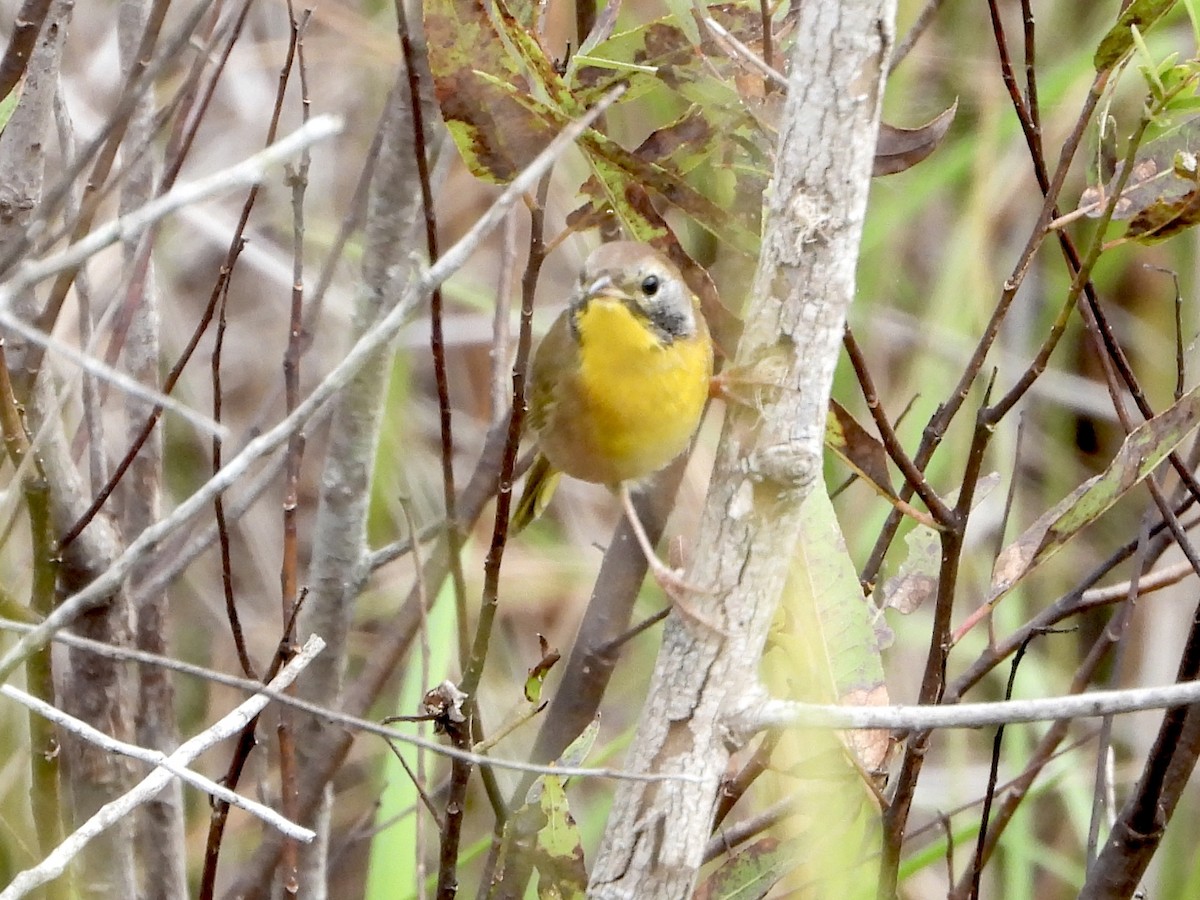 Common Yellowthroat - ML644671492