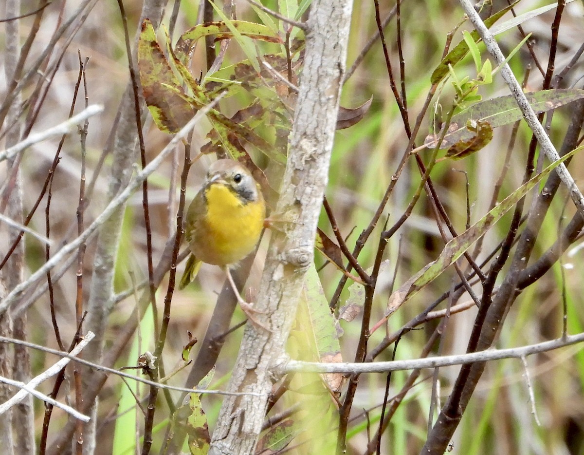 Common Yellowthroat - ML644671493