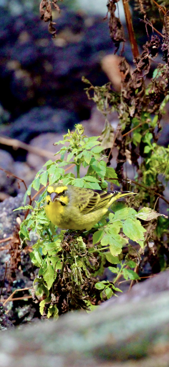 Yellow-fronted Canary - ML644671494