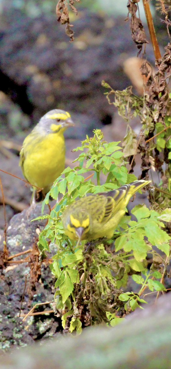 Yellow-fronted Canary - ML644671495
