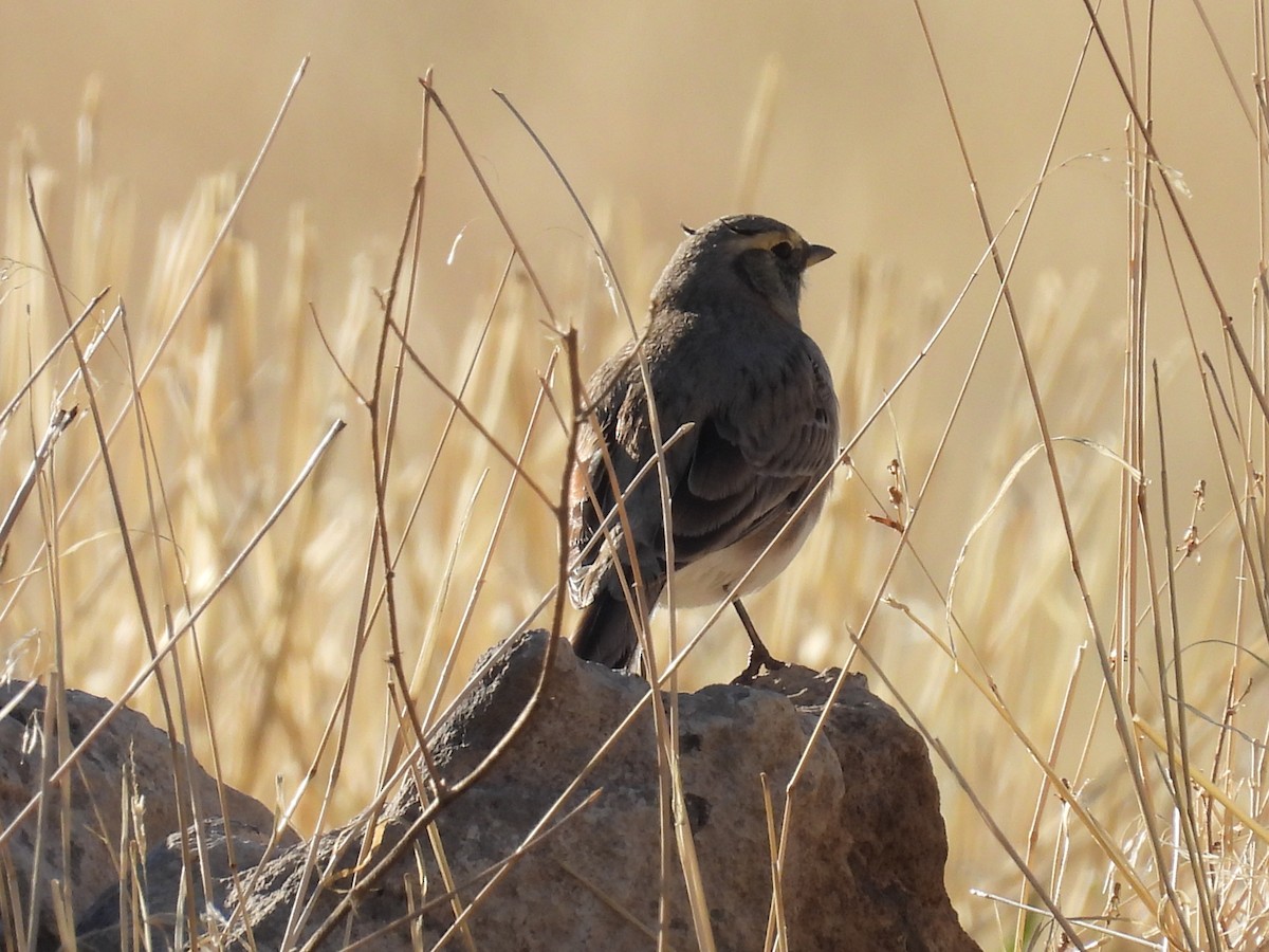 Horned Lark - ML644671496