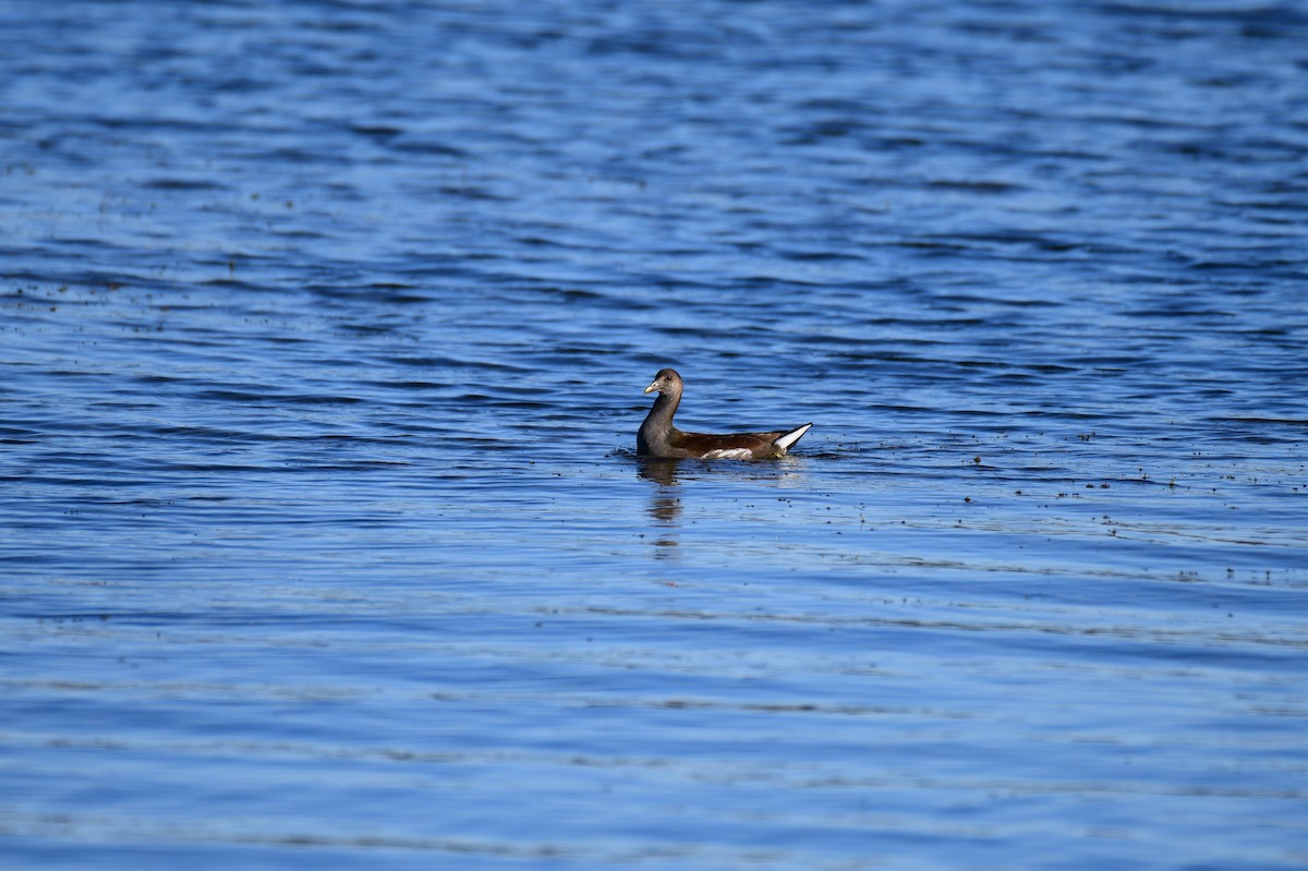 Common Gallinule - ML644671497
