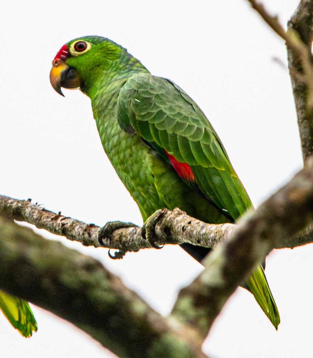 parrot sp. - ML644671506