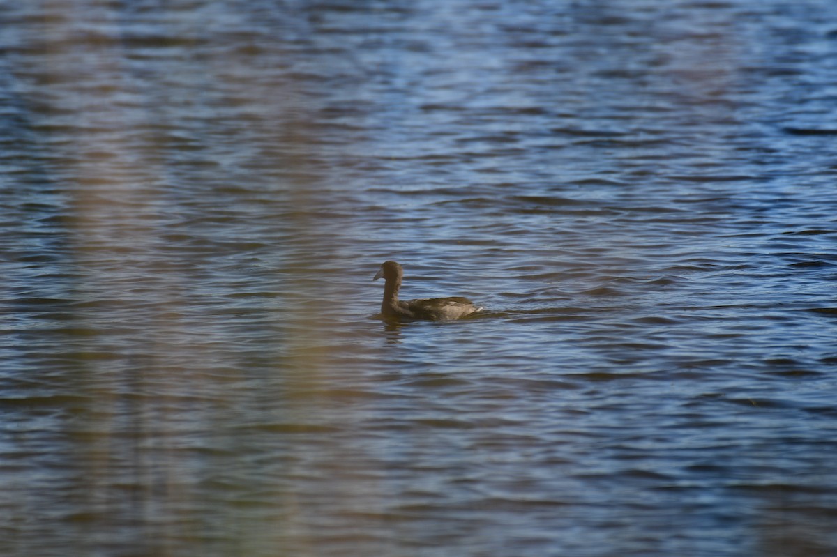American Coot - ML644671509