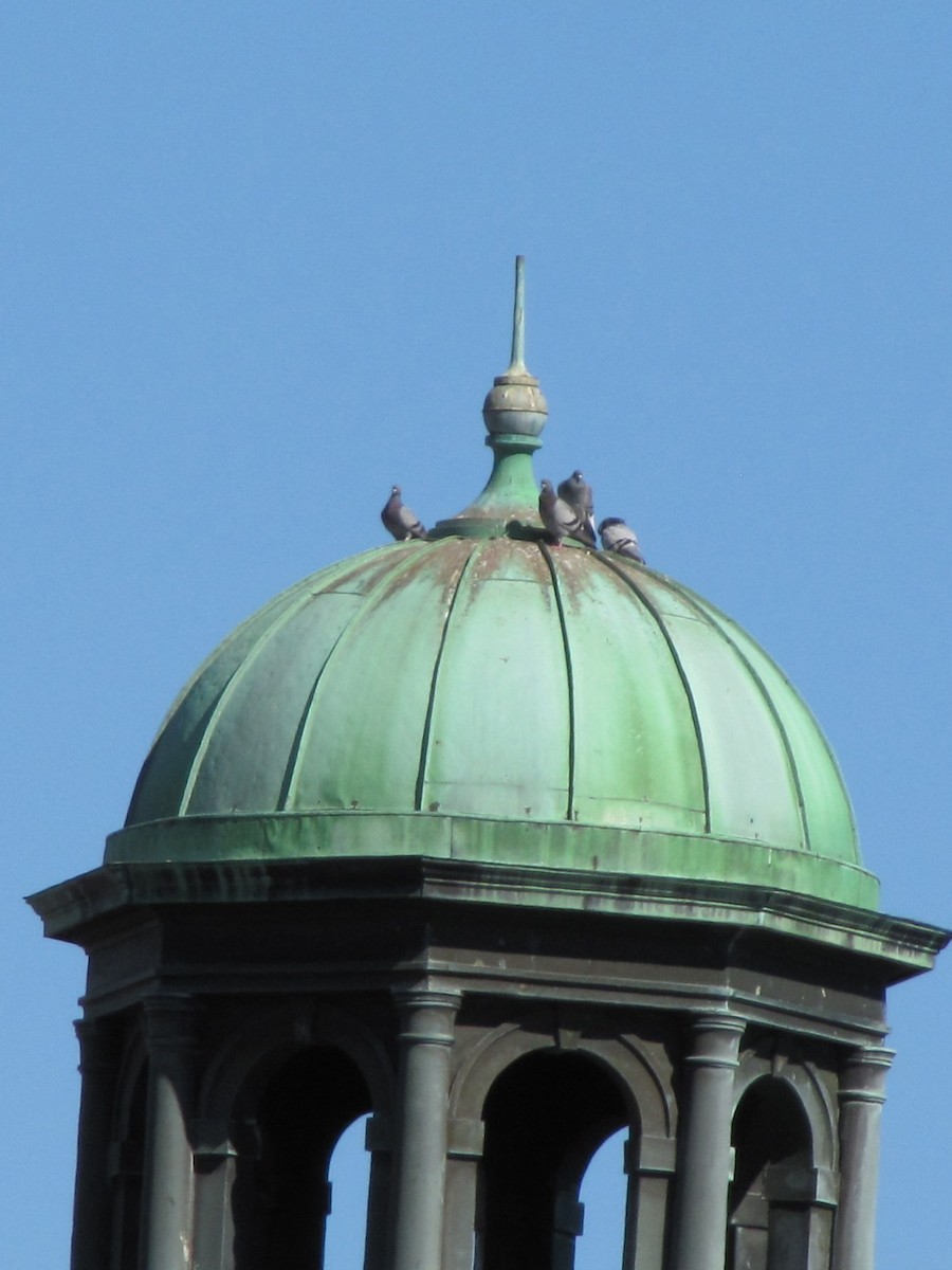 יונת בית - ML644671512