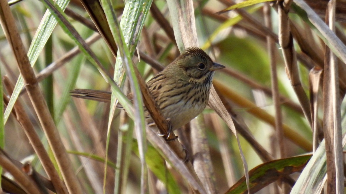 gråbrynspurv - ML644671518