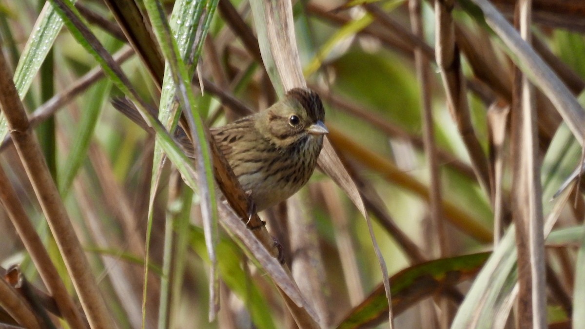 gråbrynspurv - ML644671519