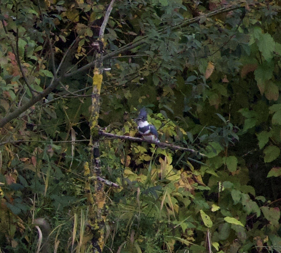 שלדג אמריקני - ML644671524