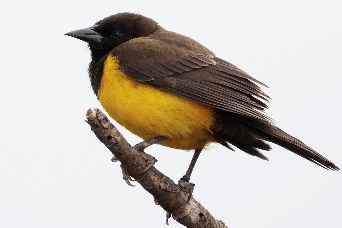 Yellow-rumped Marshbird - ML644671527