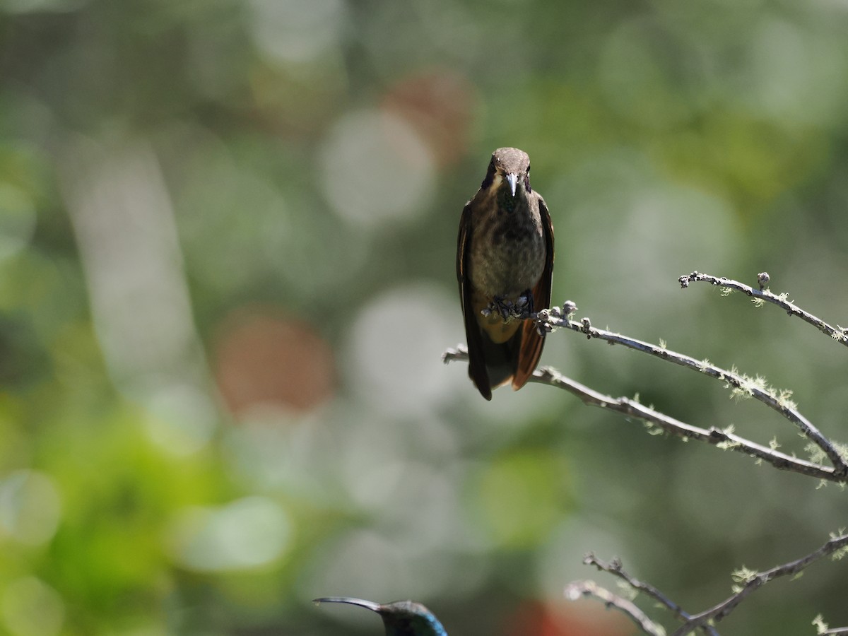 Brown Violetear - ML644671531