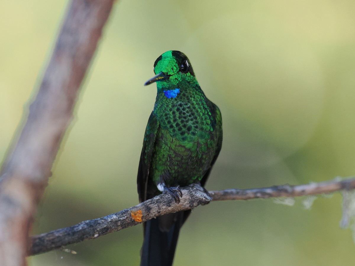 Green-crowned Brilliant - ML644671540