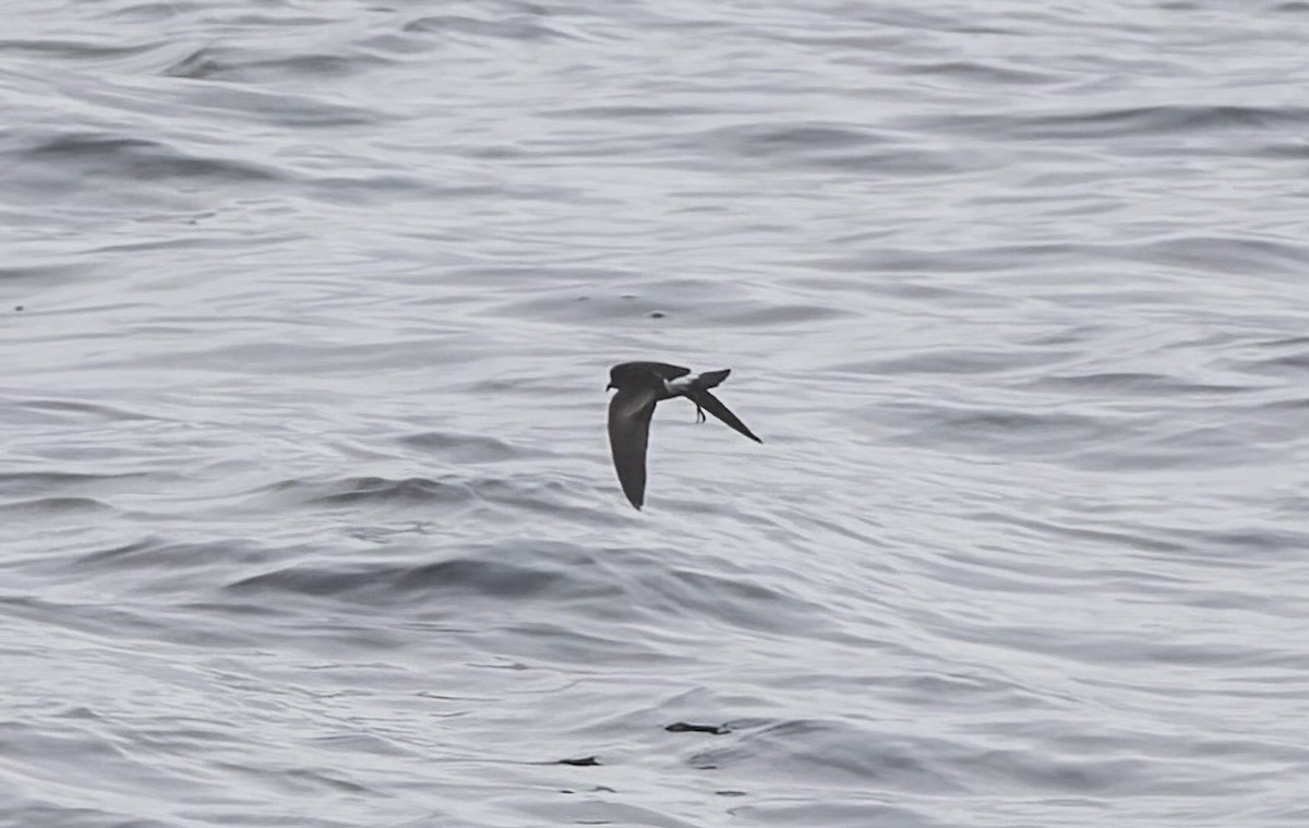 Wilson's Storm-Petrel - ML644671542