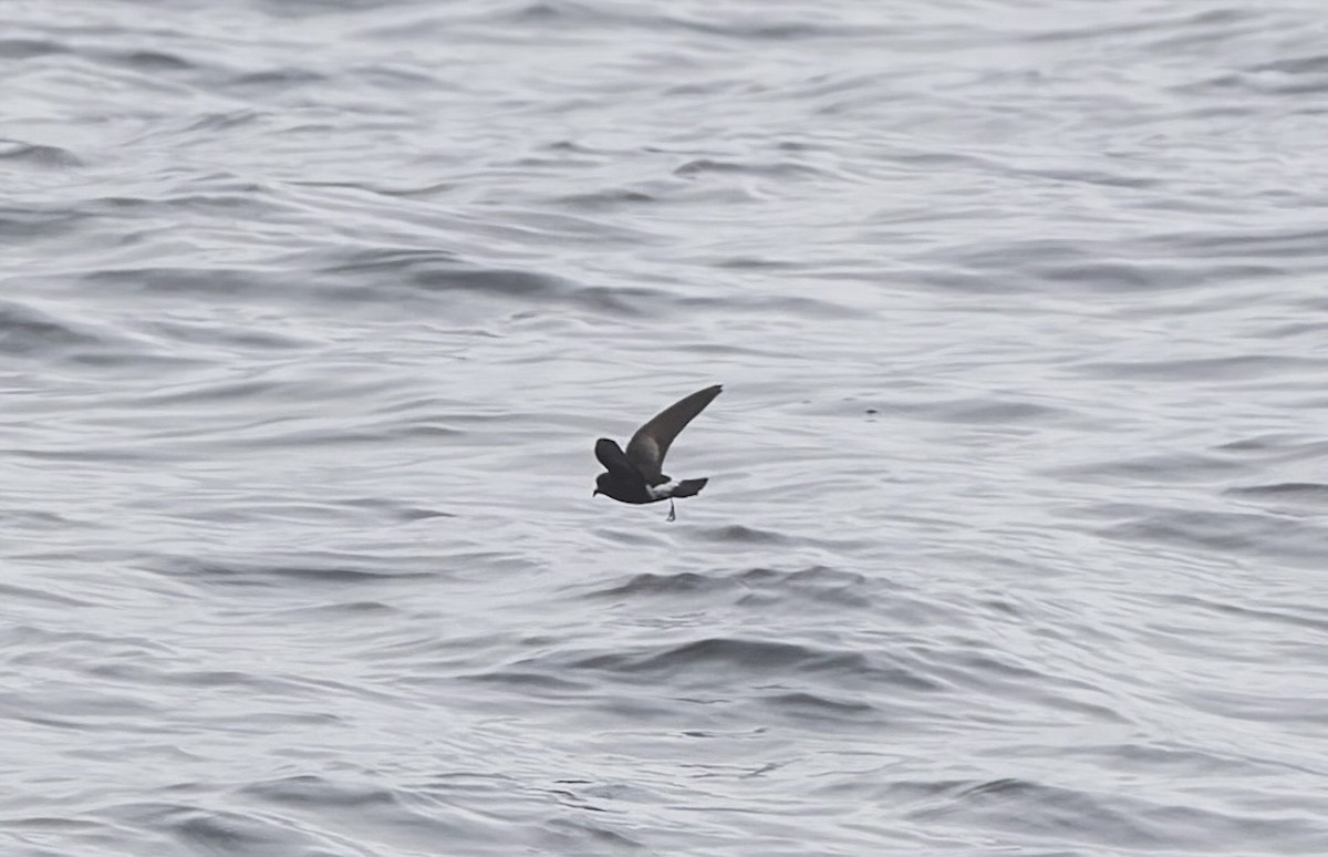 Wilson's Storm-Petrel - ML644671543