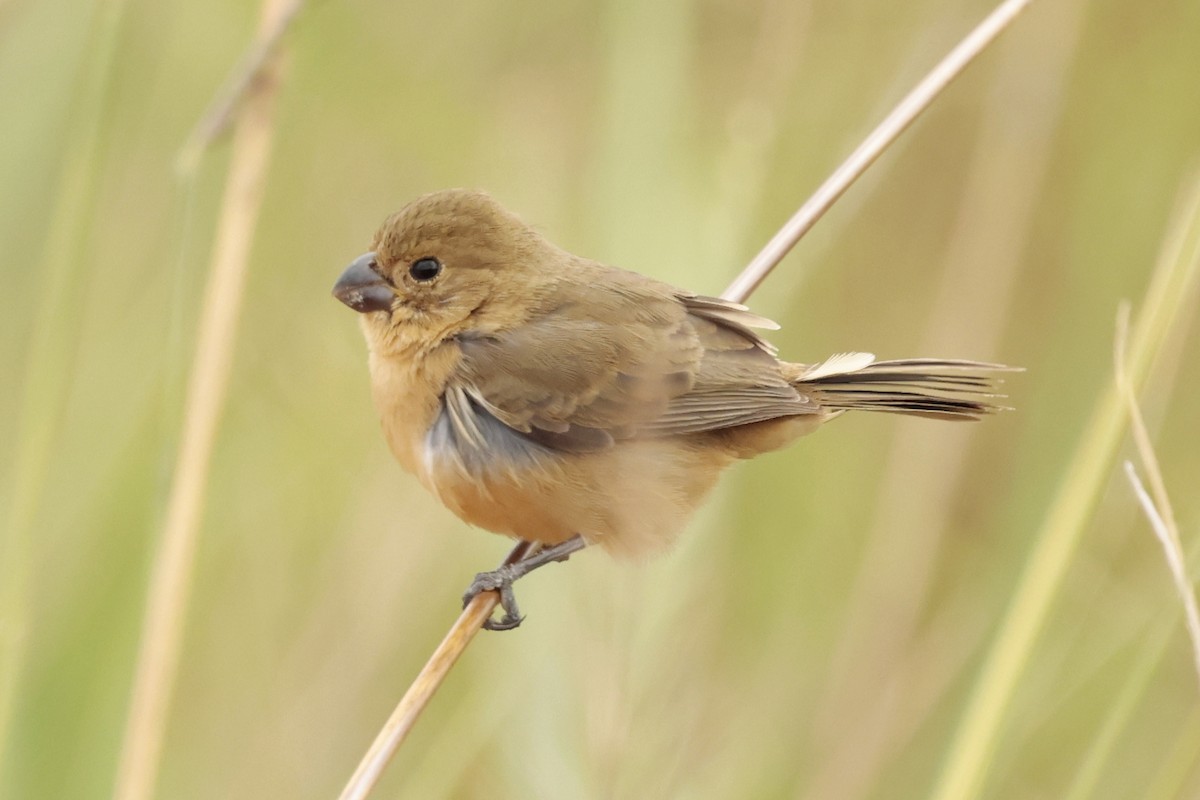 Rusty-collared Seedeater - ML644671544