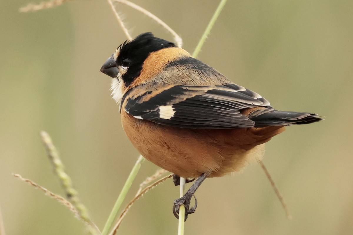 Rusty-collared Seedeater - ML644671545