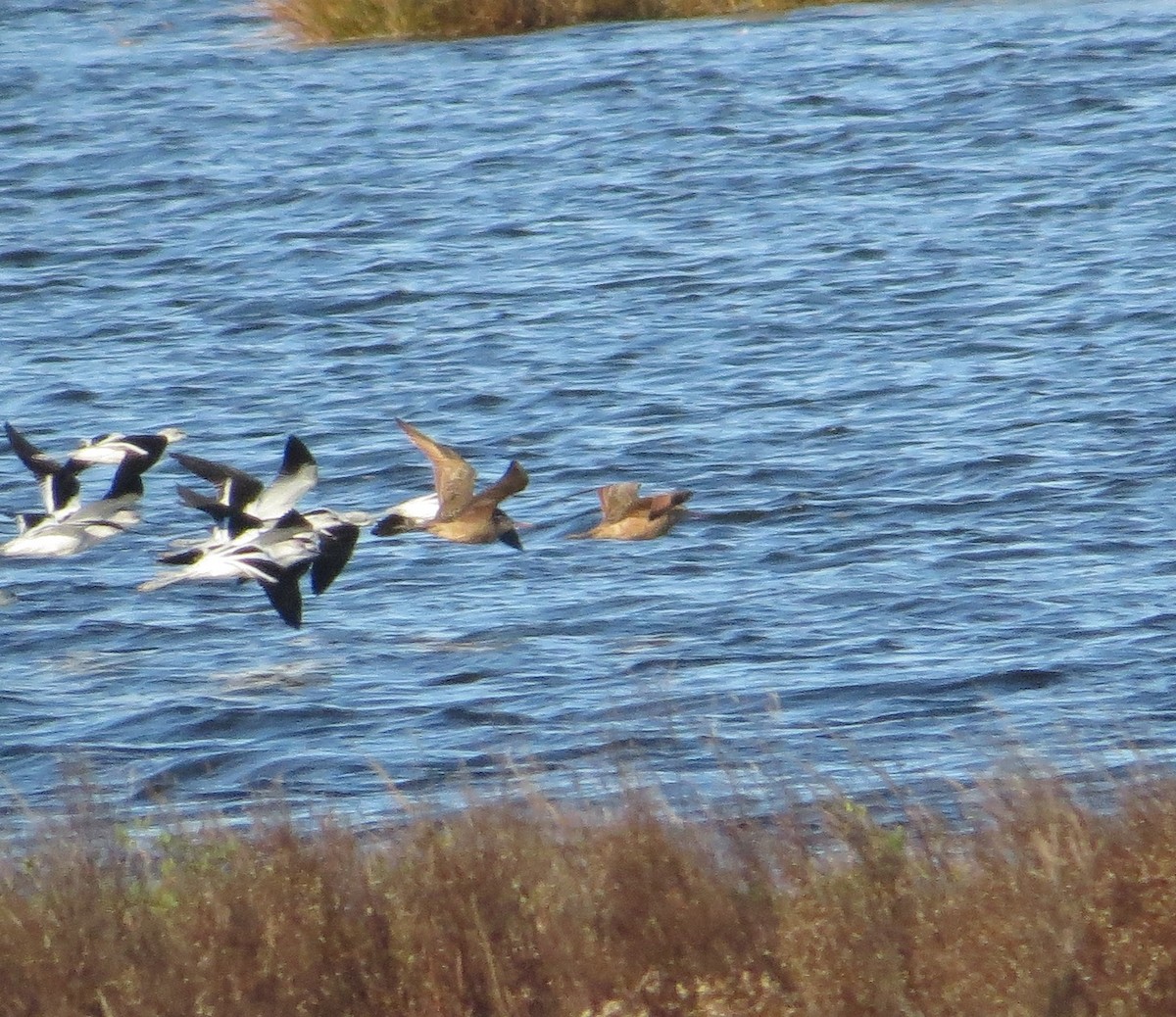 Marbled Godwit - ML644671546
