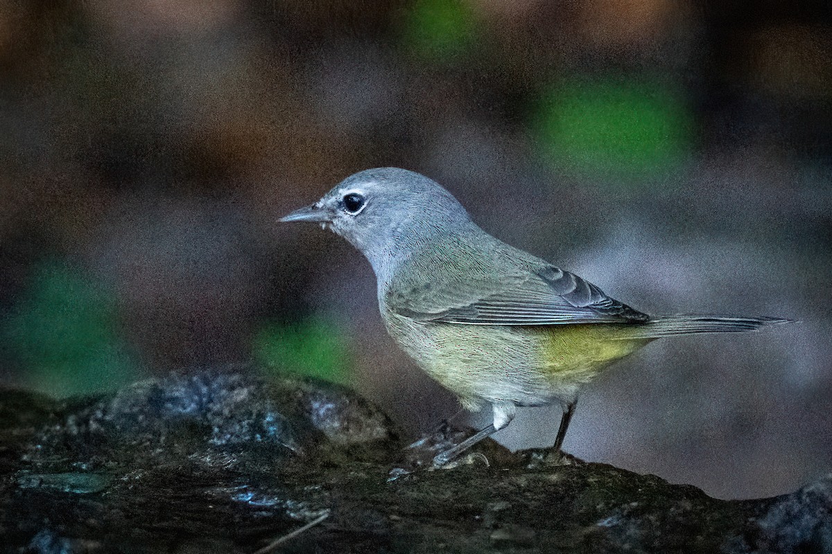 Orange-crowned Warbler - ML644671547