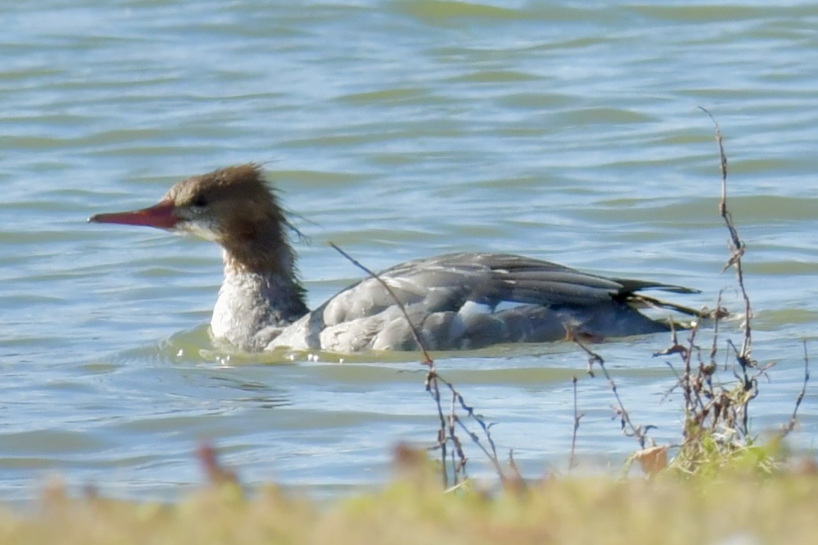 Common Merganser - ML644671548