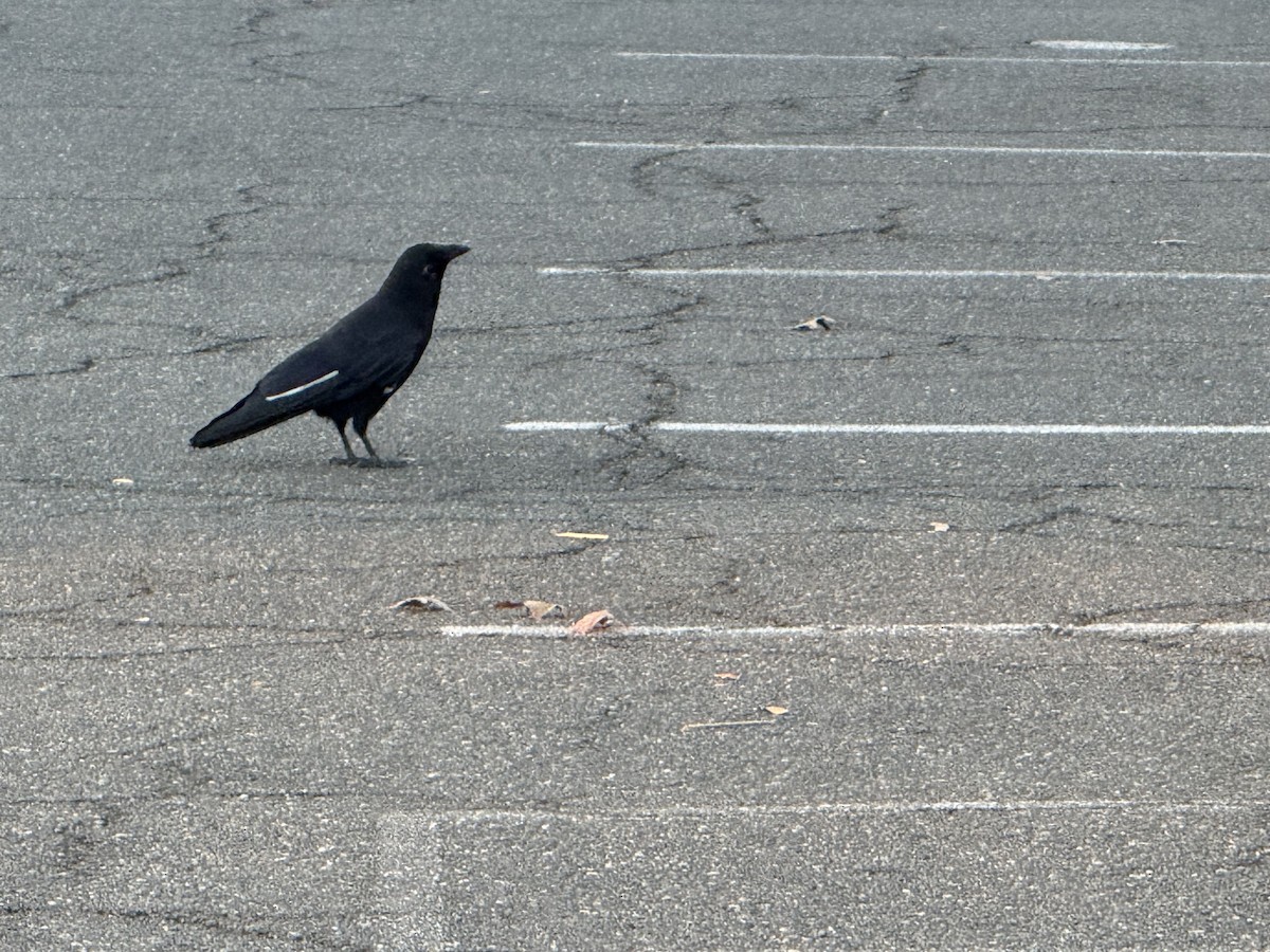American Crow - ML644671549