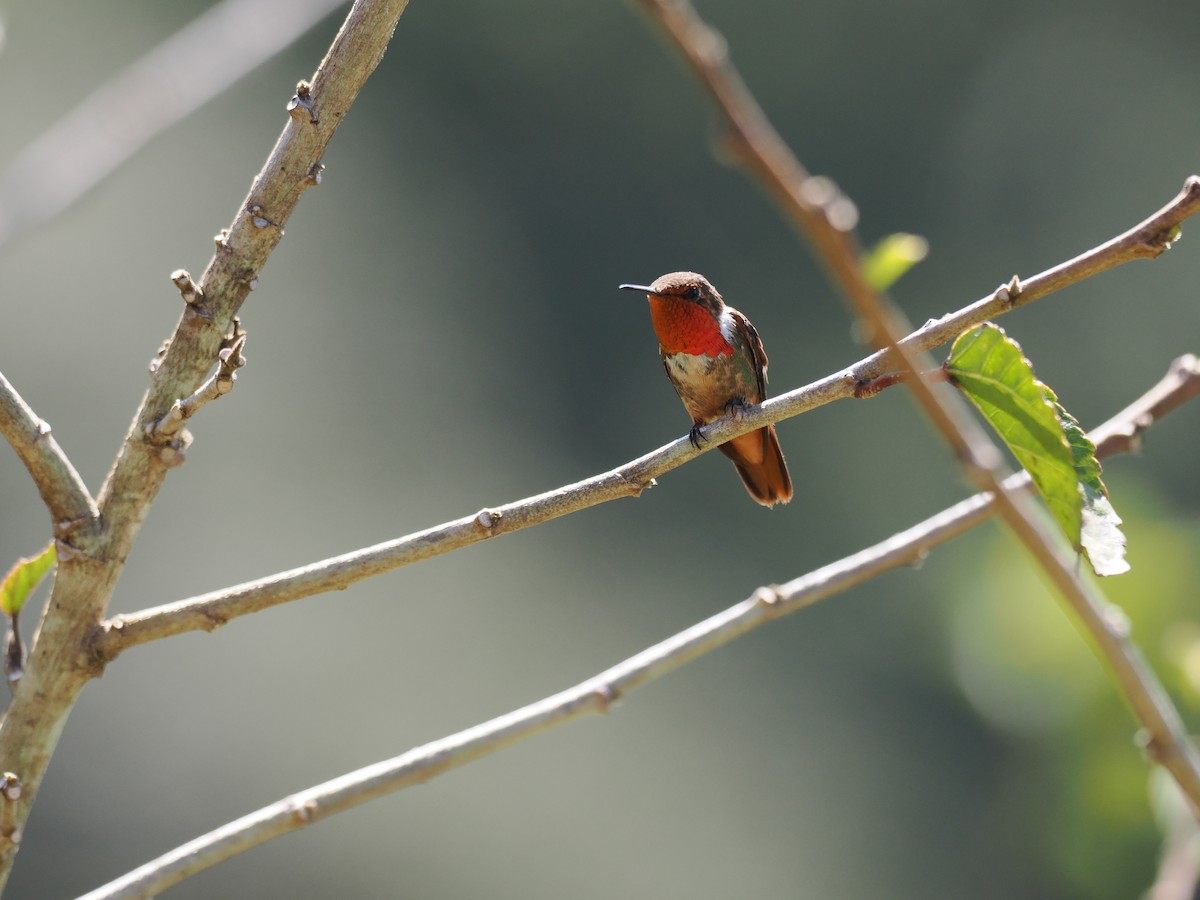 Scintillant Hummingbird - ML644671550