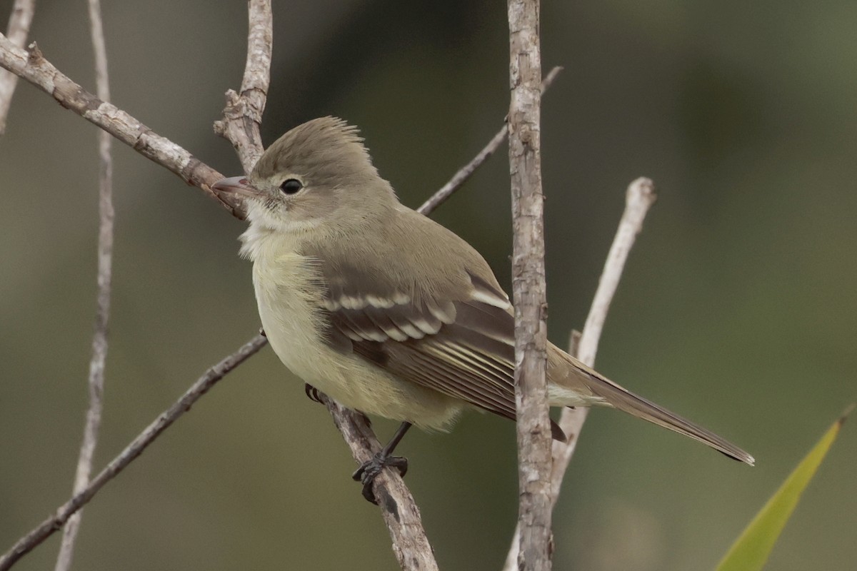 Yellow-bellied Elaenia - ML644671554