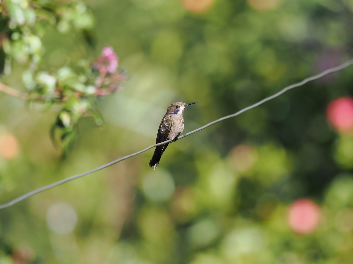 Brown Violetear - ML644671555