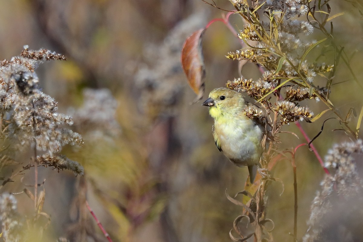 American Goldfinch - ML644671556
