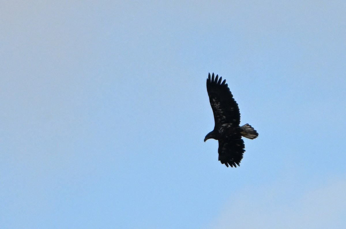 Bald Eagle - ML644671557