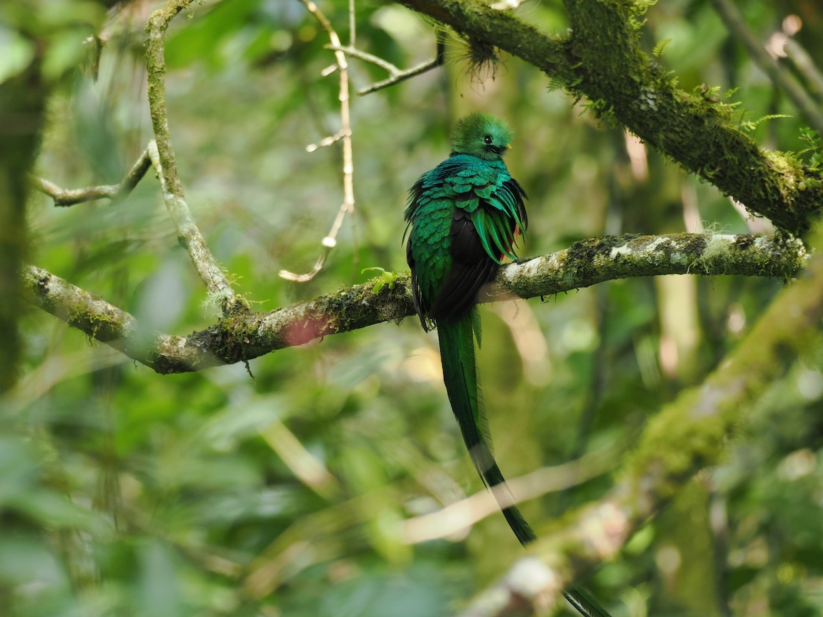 Resplendent Quetzal - ML644671558